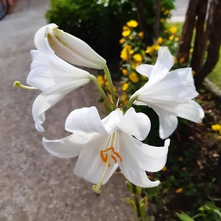 Gorski Cvijet Apartment Delnice